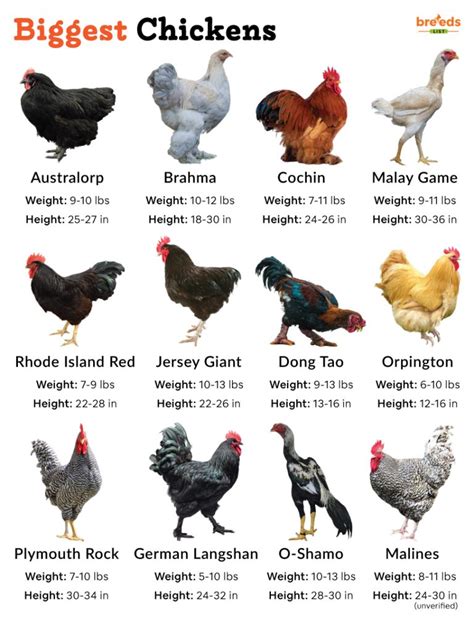 Biggest Chicken Breeds With Pictures