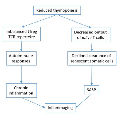 Thymus involution and inflamm-aging. | Download Scientific Diagram