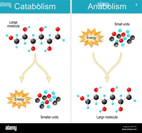 Difference between Anabolism, Catabolism. Anabolism is biosynthesis ...