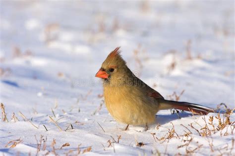 Northern Cardinal Female 800883 Stock Image - Image of nature, chicago ...