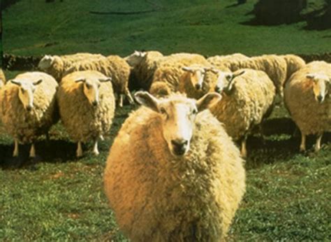 Babe A Pig S Fan S Shrine