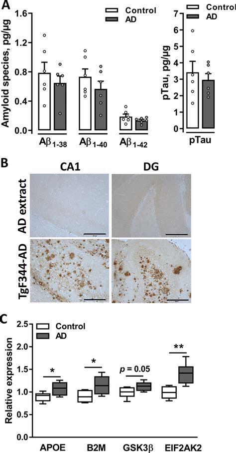 Molecular Alterations In The Rat Brain Following The A O Infusion A