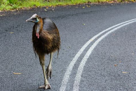 Everything You Need To Know About Cassowaries Cairns And Great Barrier Reef