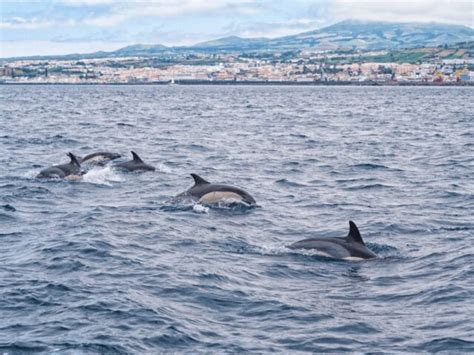 Whale Watching in the Azores: The Best Islands & Tours for Whales and Dolphins! - Eternal Arrival