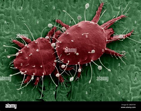 Red Palm Mites Sem Stock Photo Alamy