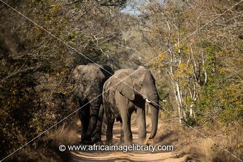 Photos And Pictures Of African Elephant Walking Through The Sand