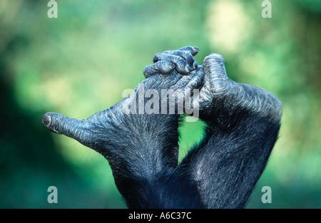 Chimpanzee (Pan troglodytes) hands and feet Stock Photo - Alamy