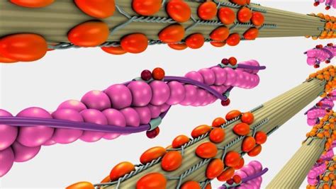 Actin Myosin Diagram