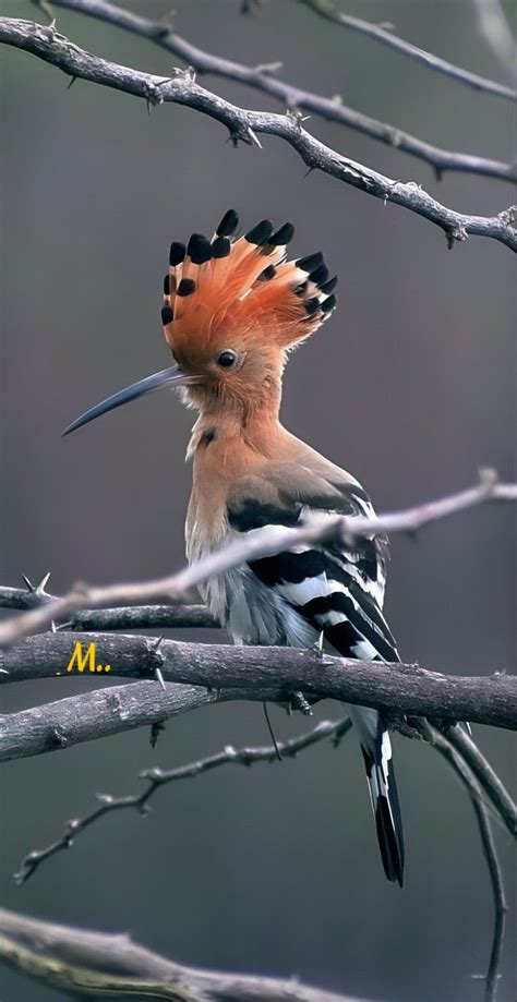 Épinglé par Walter Danner sur Vögel en 2024 Animaux Exotique Huppe