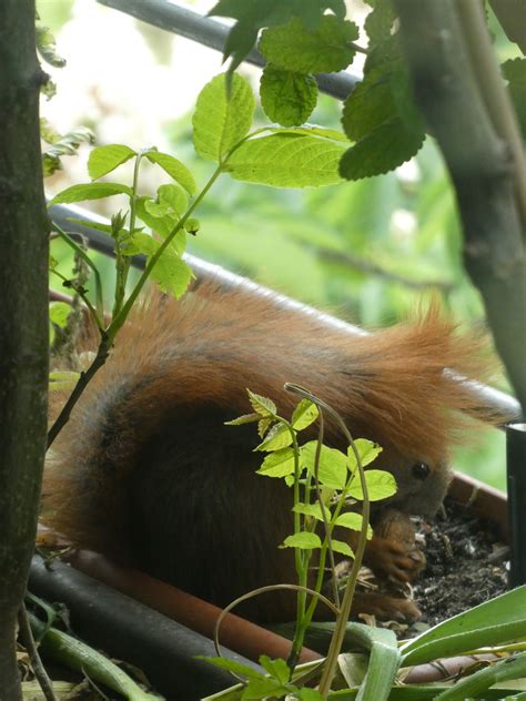 Was fressen Eichhörnchen auf dem Balkon Bio Balkon