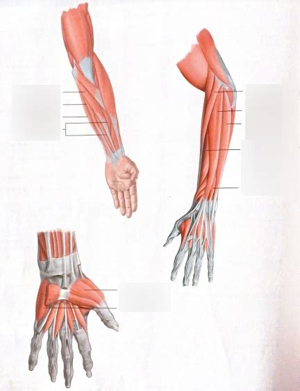 hand muscles Diagram | Quizlet