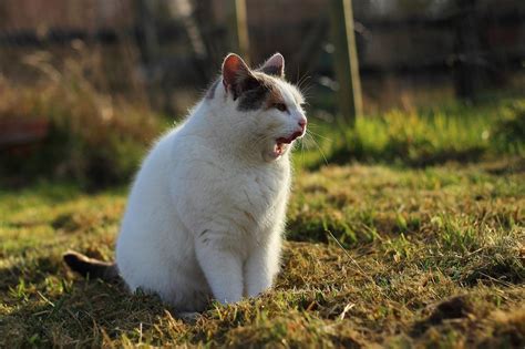 Cat Vomiting Spiritual Meaning Purification And Release