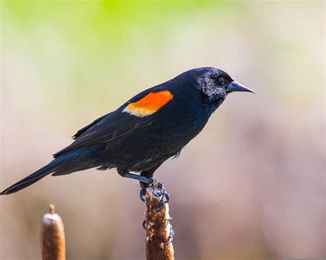 Types Of Blackbirds In Nebraska With Pictures House Grail