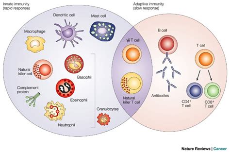 Immune System Basics – The Innate Immune System - QUANTITATIVE MEDICINE