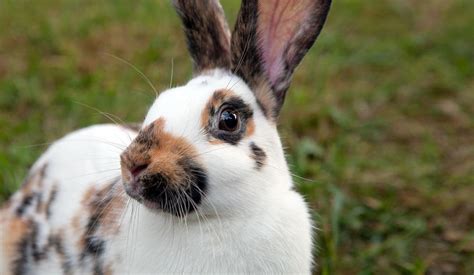 Races De Lapins