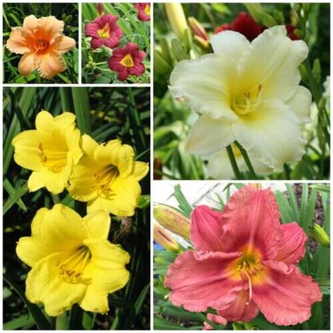 Rebloom Collection | Blooms All Season | Oakes Daylilies