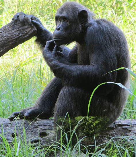 Confused Chimp Free Stock Photo Public Domain Pictures