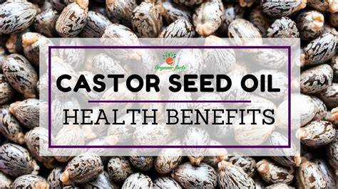 Best Health Benefits Of Castor Seed Oil Uses Of Castor Seed Oil YouTube