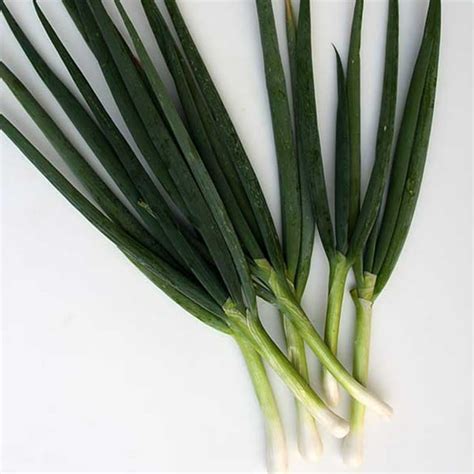 Organic Tokyo Long White Bunching Onion 1 G 300 Seeds Organic