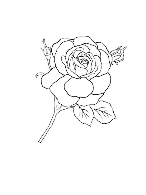 Premium Vector | Vector Rose Flower Sketch