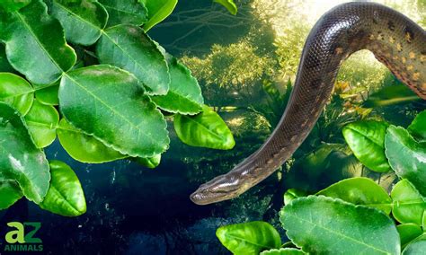 Discover the Largest Anaconda Ever (A 33 Foot Monster?) - A-Z Animals