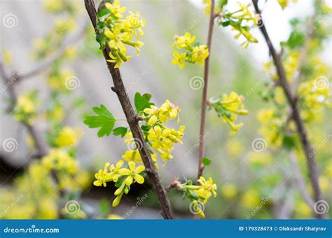 Blooming. Black Currant Flowers Close-up. Yellow Flowers of a Berry ...