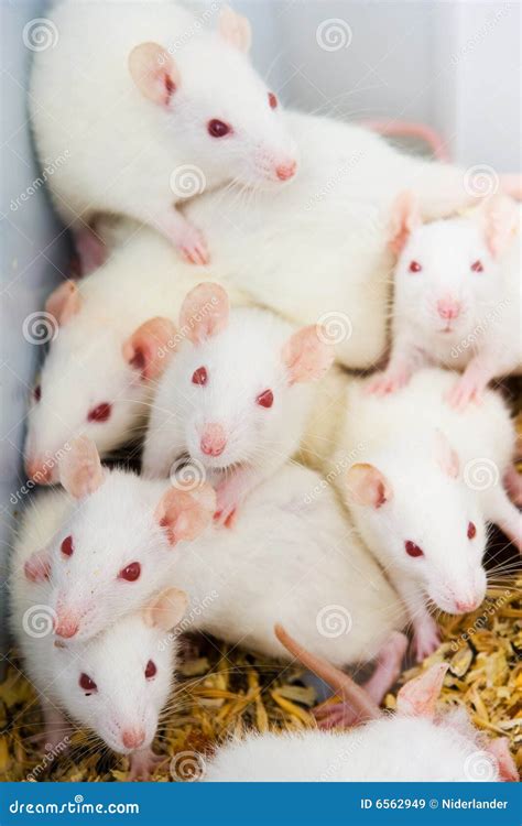 White Rats Royalty Free Stock Images Image 6562949