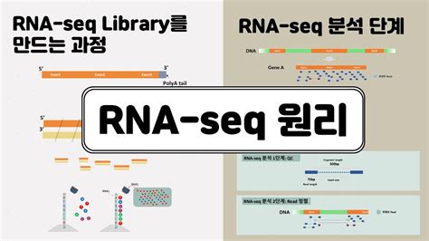 Rna Seq 원리 전사체 유전자 발현 분석 Youtube