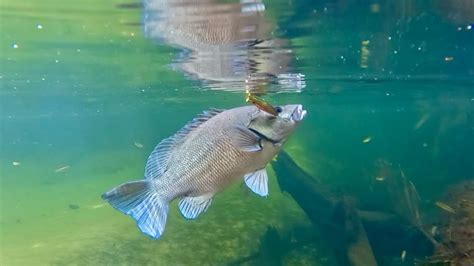 Sooty Grunter Fishing Casting Poppers In A Shallow Creek Youtube