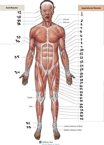 Chapter 11 Muscular Systemimages Flashcards Quizlet