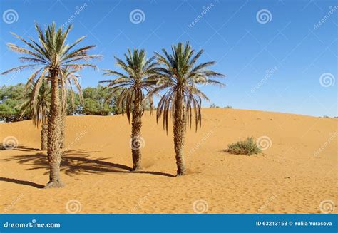 Date Palm Tree In Desert Sand Stock Image Image Of Dream Background