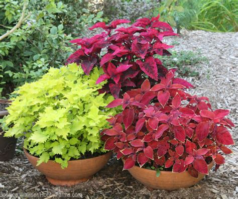 4 Tips To Grow Your Best Coleus Hobby Farms