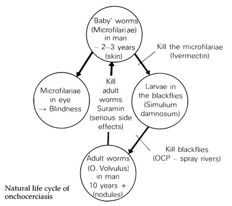 Natural Life Cycle Of Onchocerciasis Illustration Victor Flickr