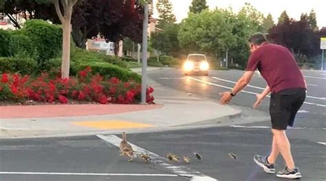 Ayudaba a patitos a cruzar la calle y muere atropellado Okey Querétaro