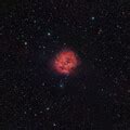 Cocoon Nebula Deep Sky Photo Gallery Cloudy Nights