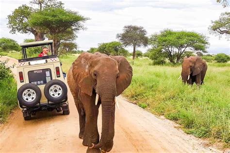 Safari de 5 días por Ol Pejeta Lago Nakuru y Masai Mara GetYourGuide