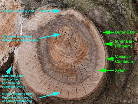 Heartwood Sapwood Xylem