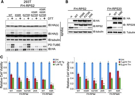 The Unfolded Protein Response Triggers Site Specific Regulatory