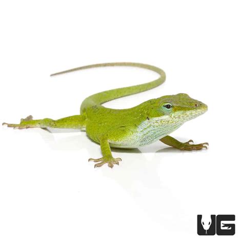 Green Anoles (Anolis carolinensis) For Sale - Underground Reptiles