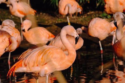 Premium Photo Flock Of Flamingo Birds In Lake