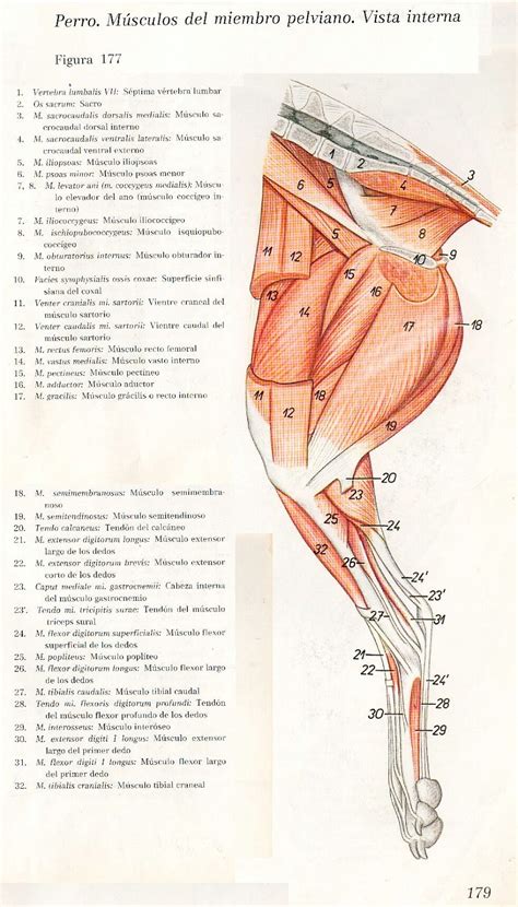 Anatomia Veterinaria Miembro Pelviano Caninos