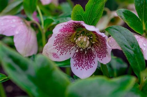 Flores De Hellebore Helleborus Purpurpurascens Ukraine Rojo Foto De