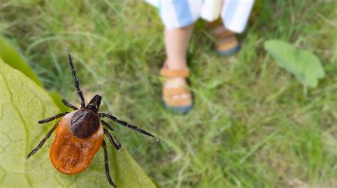 How To Keep Ticks Out Of Your House