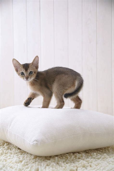 无人站竖图室内特写白天侧面靠垫宠物猫纺织品神话装饰毛毯毯子靠枕扭头注视纺织一个一只白色动物抱枕