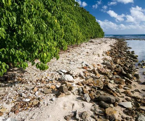 The Forbidden Fruit - Inside the Toxic World of the Manchineel Tree