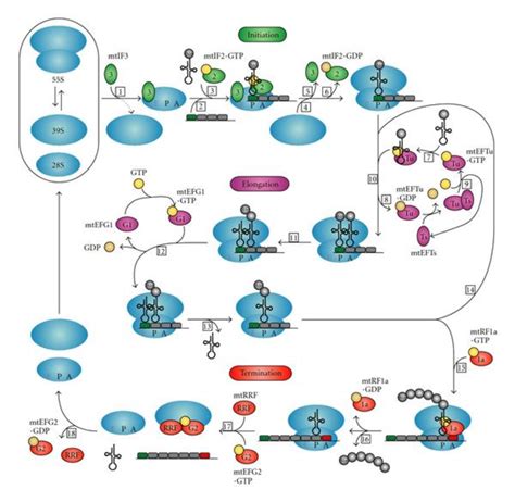 Frontiers Mitochondrial Protein Translation Emerging Roles 50 Off