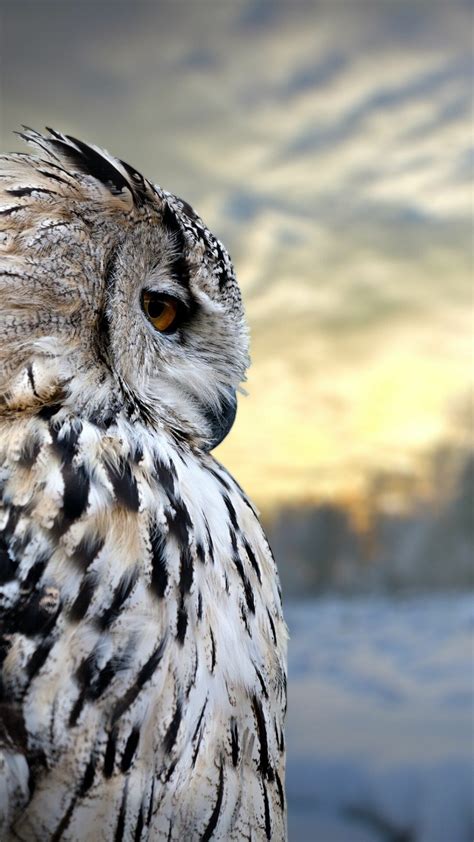 owl wallpapers  images wallpapercat