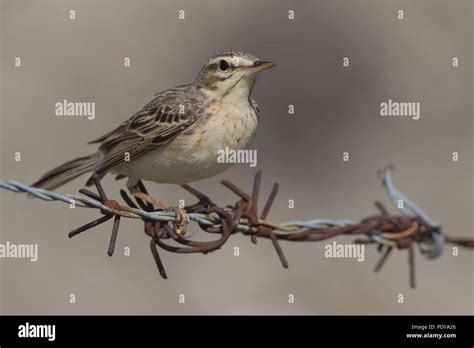 Tawny Pipit Anthus Campestris Stock Photo Alamy