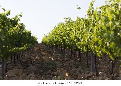 Rhone Valley France Stock Photo 445510537 | Shutterstock