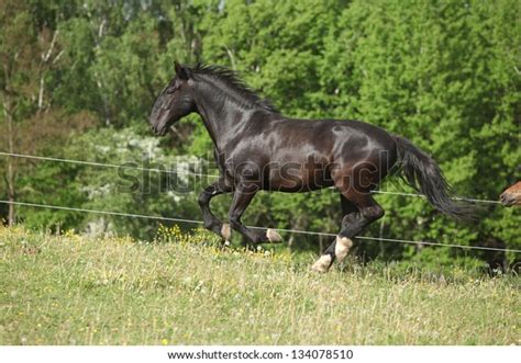 248 Kladruber Horse Images, Stock Photos & Vectors | Shutterstock